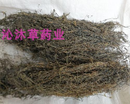 以舌蛇草水为美容圣品的做法及功效（拥有年轻肌肤）  第2张